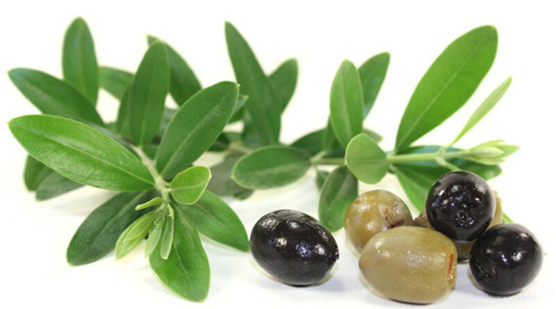 Olivenextrakt